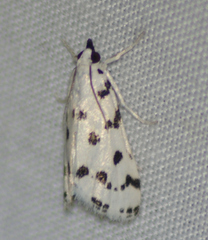Eustixia pupula