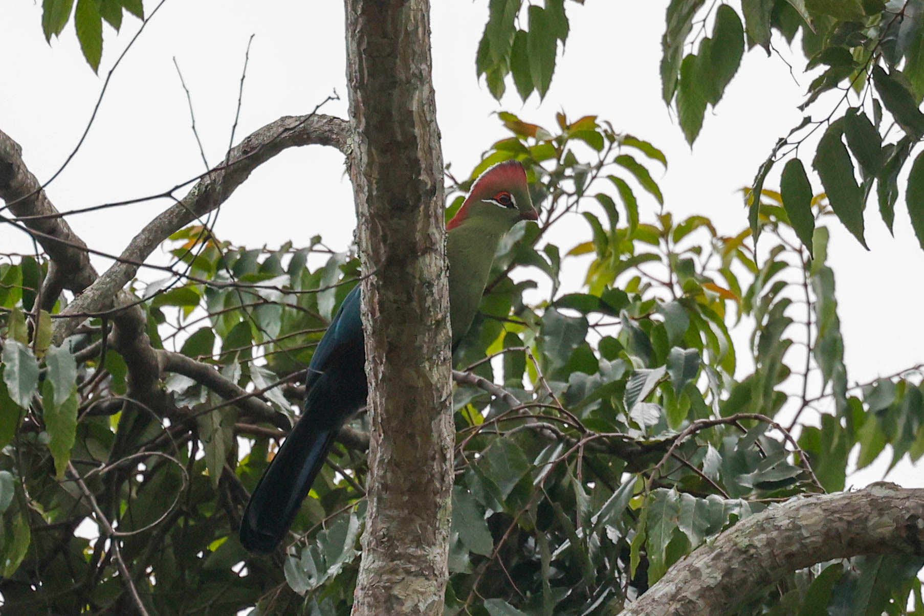 Fischer's Turaco (Tauraco fischeri), photo 4