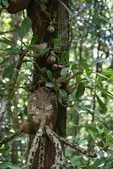 Myrmecodia tuberosa
