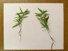 Dichanthelium malacophyllum