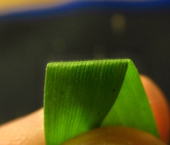 Dichanthelium malacophyllum