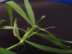 Dichanthelium malacophyllum