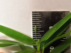 Dichanthelium malacophyllum