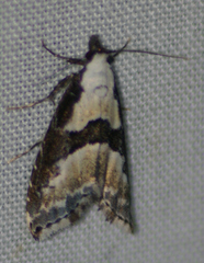 Nigetia formosalis