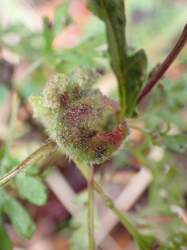 Asphondylia ambrosiae photo 3
