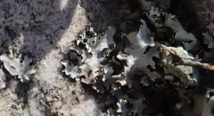 Myrmicaria nigra