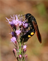 Pygodasis quadrimaculata