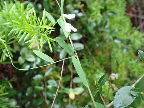 Image of Vicia floridana by (c) Peter Burka, some rights reserved (CC BY-SA)