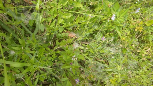 Image of Rotanthella floridana by no rights reserved