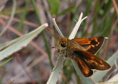Hesperia meskei