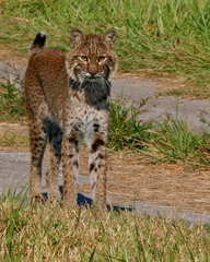 Lynx rufus rufus