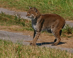 Lynx rufus rufus