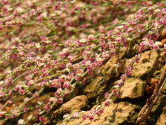Polygonum arenarium
