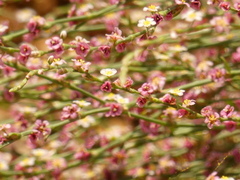 Polygonum arenarium