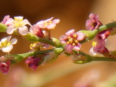 Polygonum arenarium