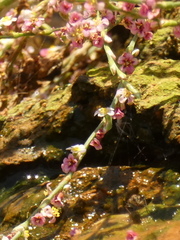 Polygonum arenarium