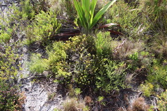 Thesium capitatum