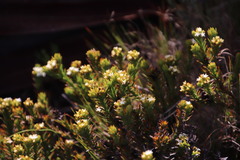 Thesium capitatum