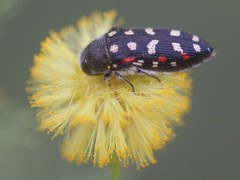 Acmaeodera gibbula