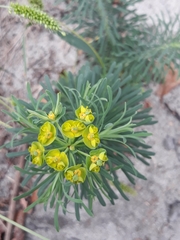 Euphorbia cyparissias