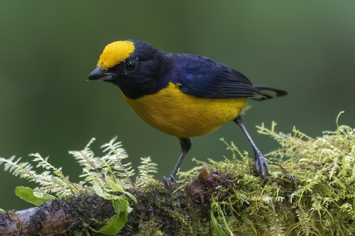 Orange-bellied Euphonia (Euphonia xanthogaster), photo 8