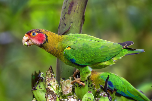 Rose-faced Parrot (Pyrilia pulchra), photo 8