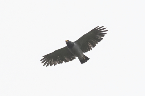 Barred Hawk (Morphnarchus princeps), photo 3
