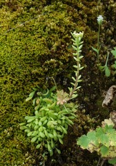 Sedum leibergii