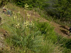 Astragalus reventiformis