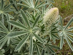 Lupinus leucophyllus