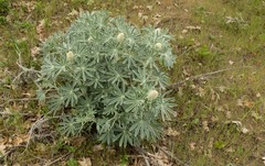 Lupinus leucophyllus