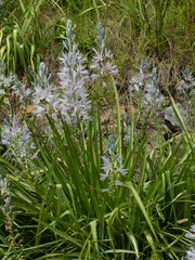 Camassia cusickii