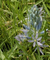 Camassia cusickii