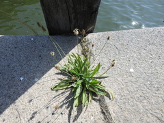 Plantago lanceolata