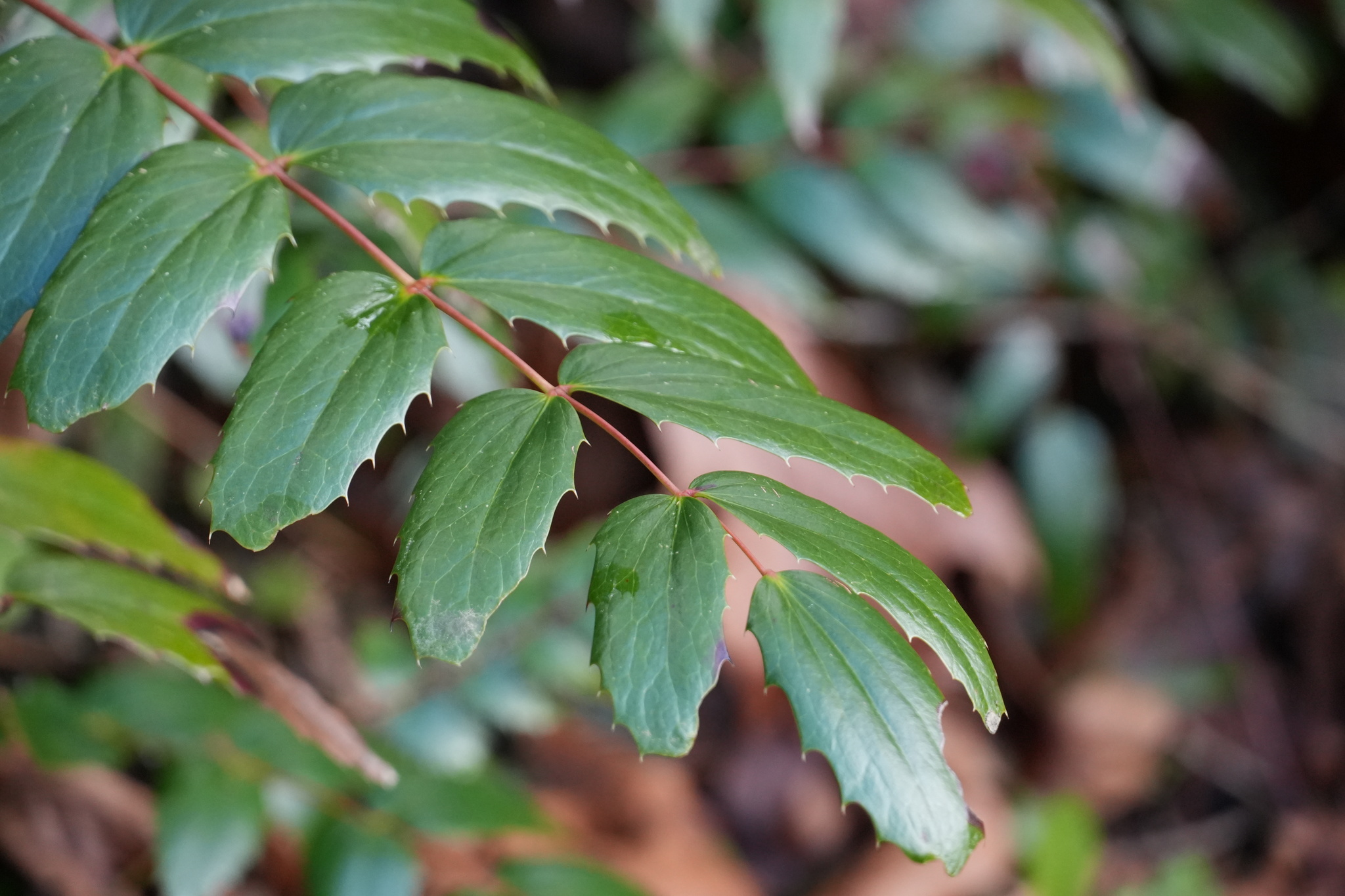 Mahonia nervosa