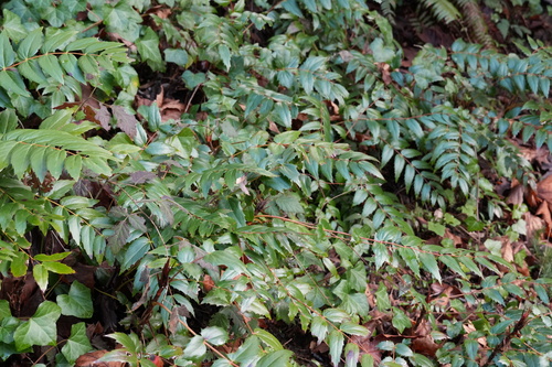 Mahonia nervosa