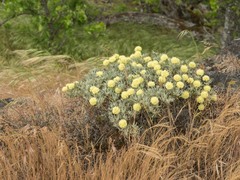 Eriogonum douglasii