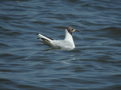 Chroicocephalus ridibundus