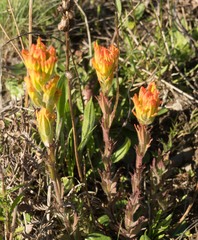 Castilleja levisecta
