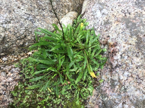 Ainsliaea faurieana iNat (1)