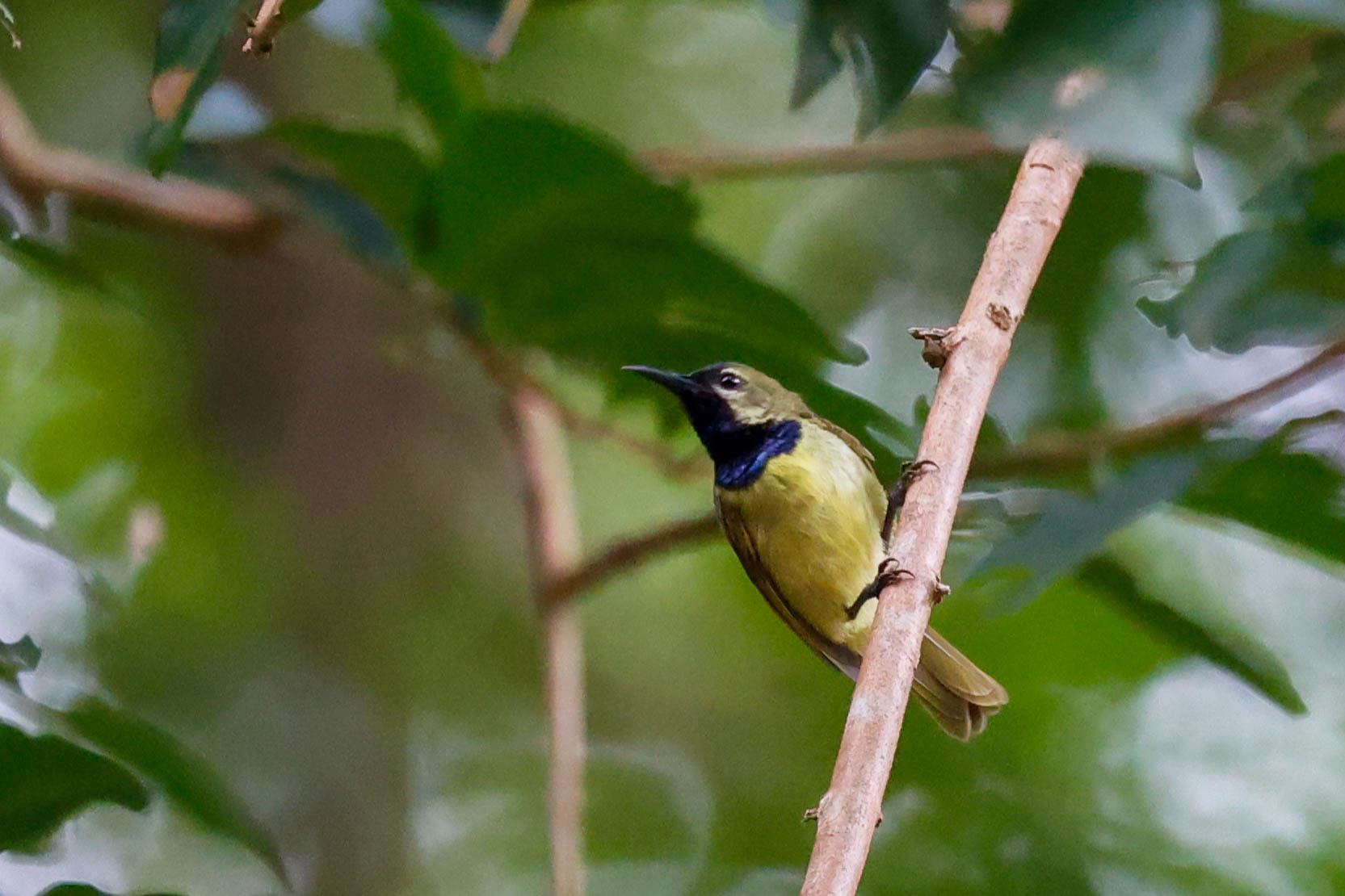 Plain-backed Sunbird illustration