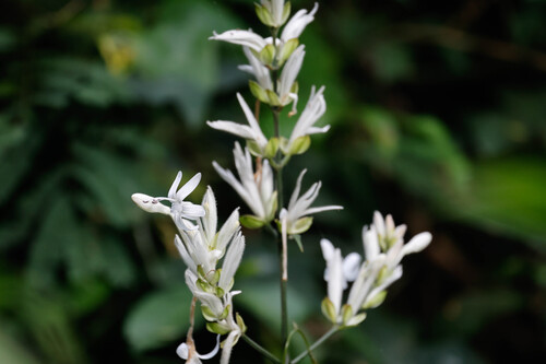 White candles (Whitfieldia elongata)