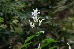 Whitfieldia elongata, photograph (c) Tom Field, some rights reserved (CC BY)