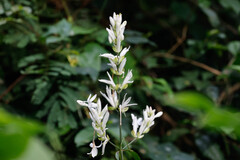 Whitfieldia elongata, photograph (c) Tom Field, some rights reserved (CC BY)