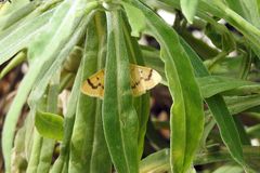 Dichocrocis clytusalis