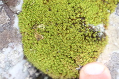 Crossidium spiralifolium