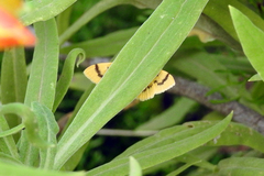 Dichocrocis clytusalis