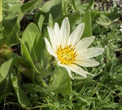 Wyethia helianthoides