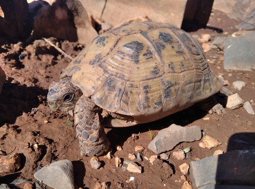 Souss Valley Tortoise