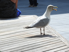 Larus argentatus